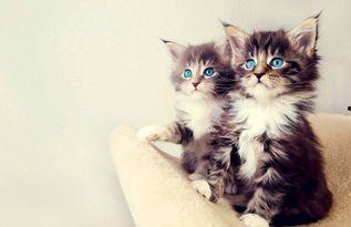 娱乐吃瓜酱小猫咪被吓